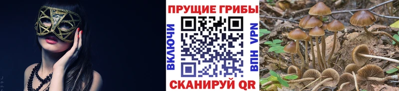 Галлюциногенные грибы мицелий  Злынка 
